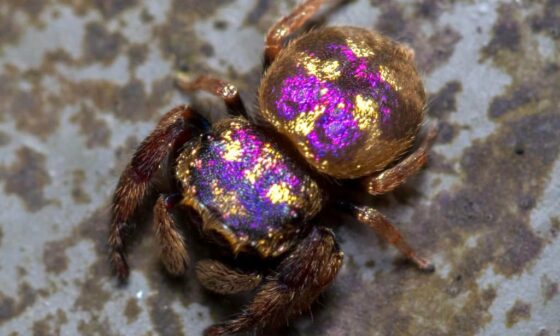 Look at this pic of Pat Bev I found today guys! 🔥 the purple-gold jumping spider 🔥