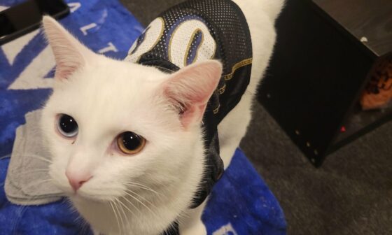 cat with ravens jersey > the wide receiver talk