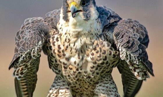 PsBattle: a falcon landing