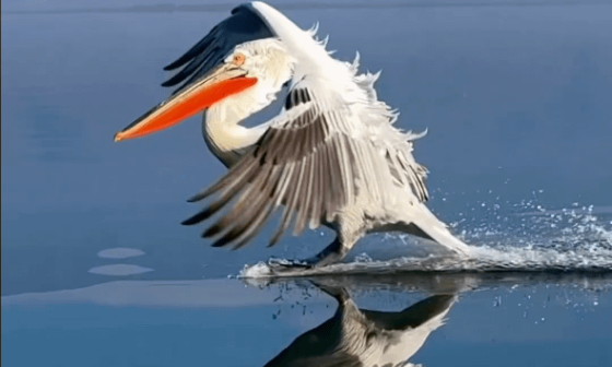 Pelican landing perfectly on water