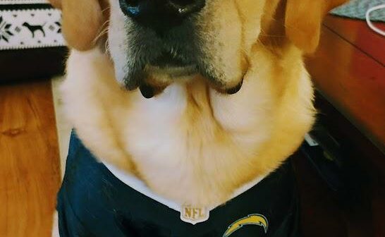 Here's some good vibes photo from my boy Ringo, *wink* BOLT UP!!!
