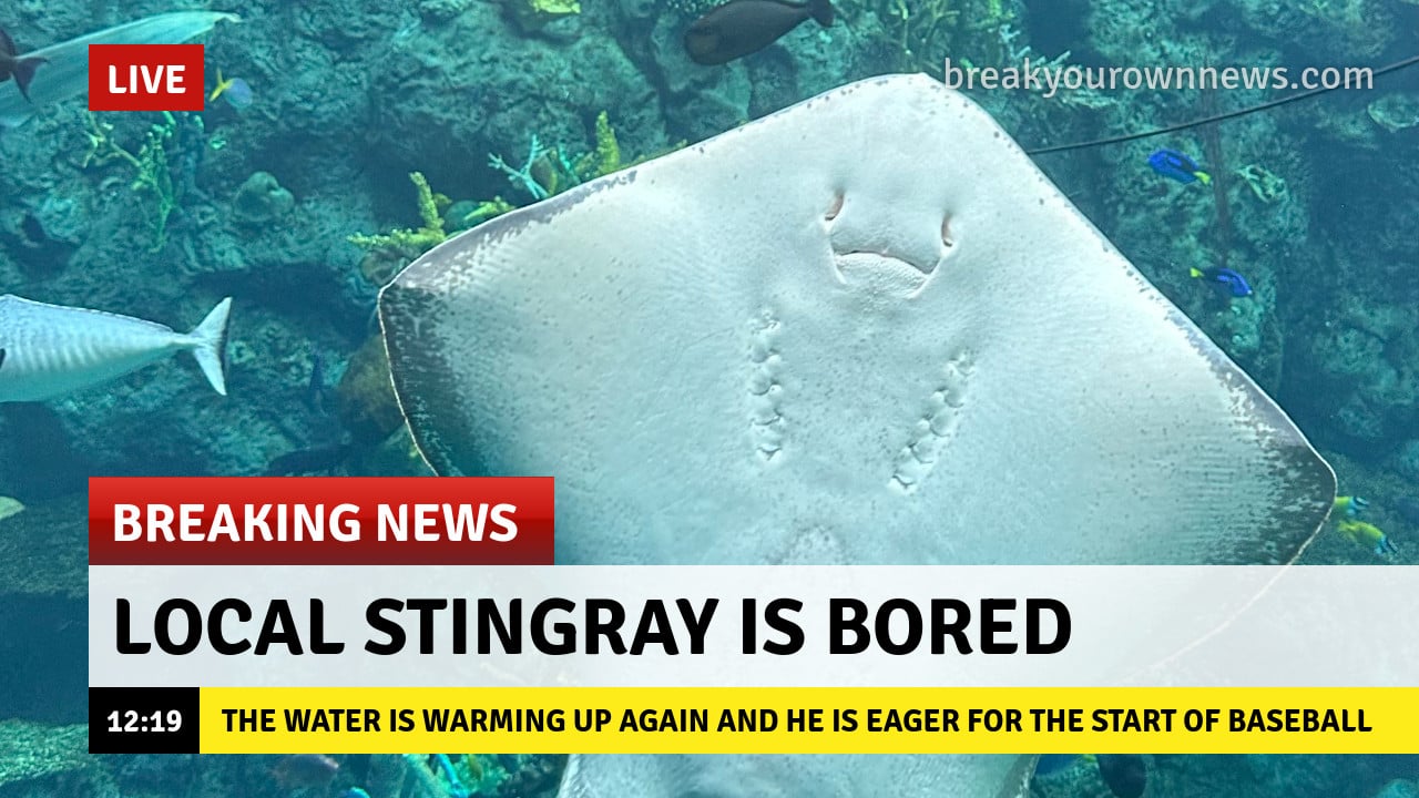 Local stingray waits patiently for the season to start...