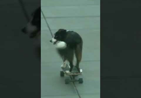 Who doesn't love a skateboarding dog at a baseball game?!