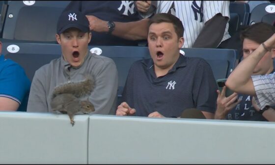 Squirrel goes NUTS at Yankee Stadium, scurries across outfield fence!!!