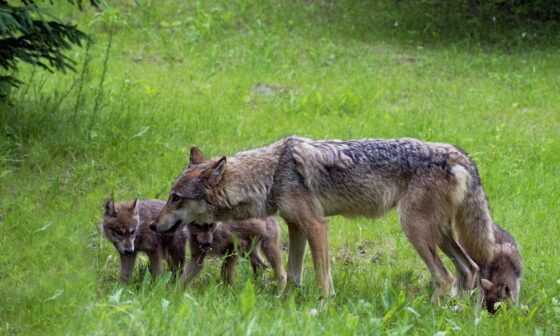 A photo of some coyotes I found on Google Image.
