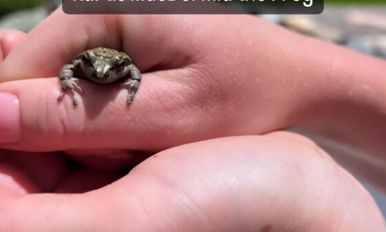 This little buddy found his way into our yard somehow and now lives near our waterfall. He’s a little fighter. We lovingly named him “Kurtis MacDermid the Frog.”