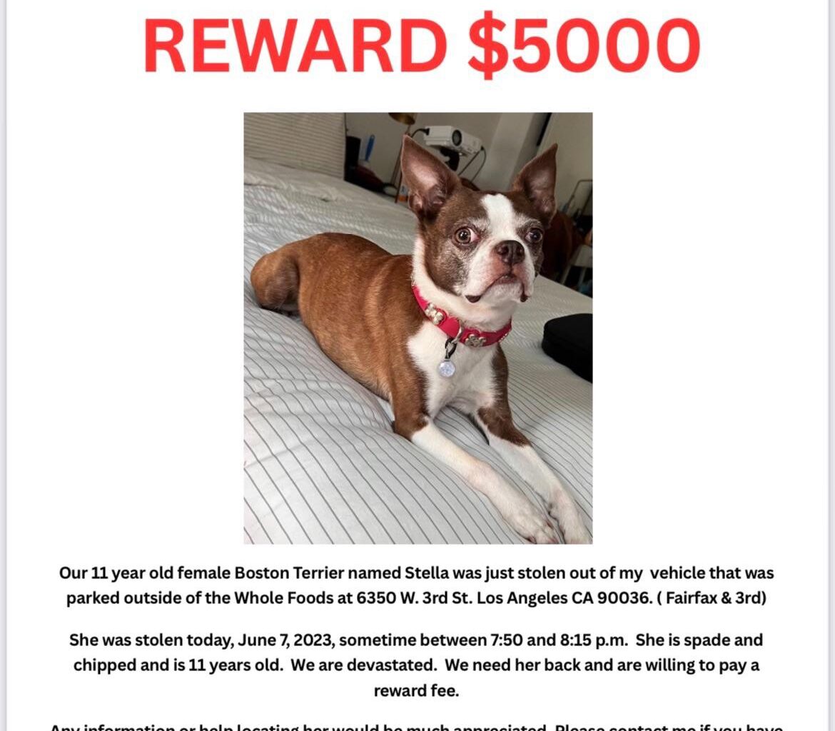 Help Return stolen dog.