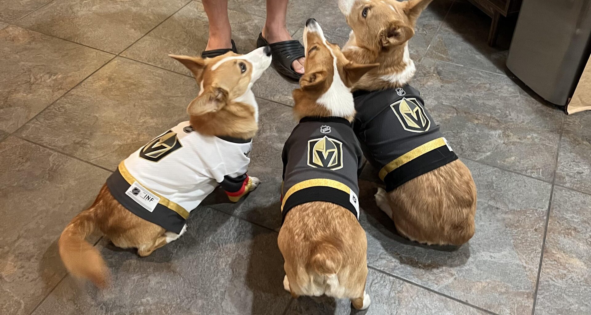 Corgs are battle ready! LFG!!!