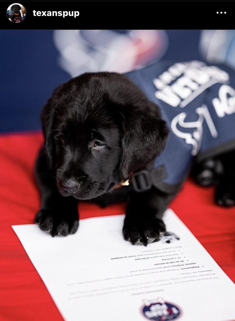 New Texans pup