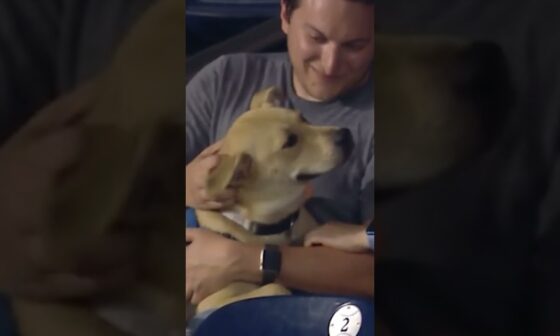 Howl's it going? Mets reporter Steve Gelbs interviews a dog! 🤣
