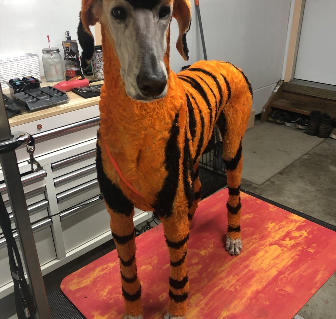 Bengo Bongo Doggo- Year 2