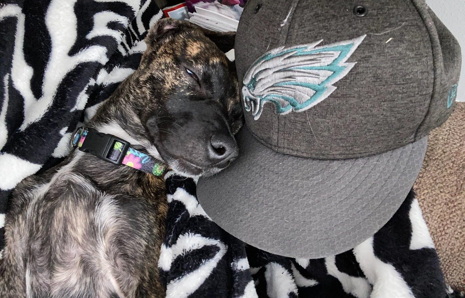 Go Birds! 🦅🦅🦅