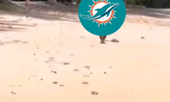 Dolphins next year