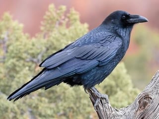 Mods are asleep. Post actual ravens.