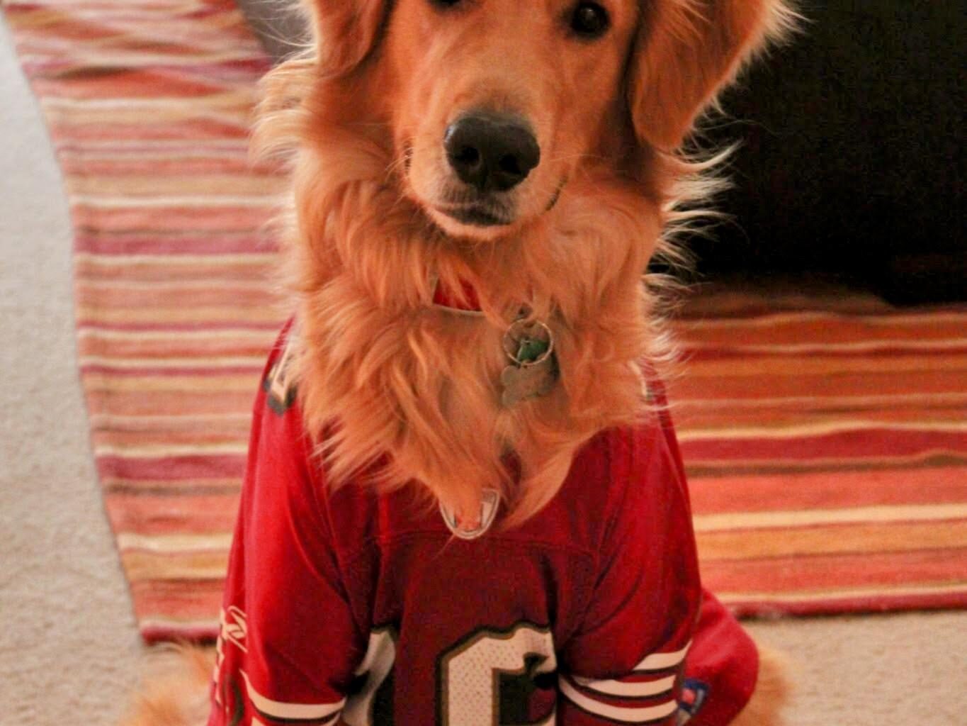 We lost our lil 49ers fan yesterday. He's watched every game for the last 13 years. Pour one out for Dexter tomorrow.