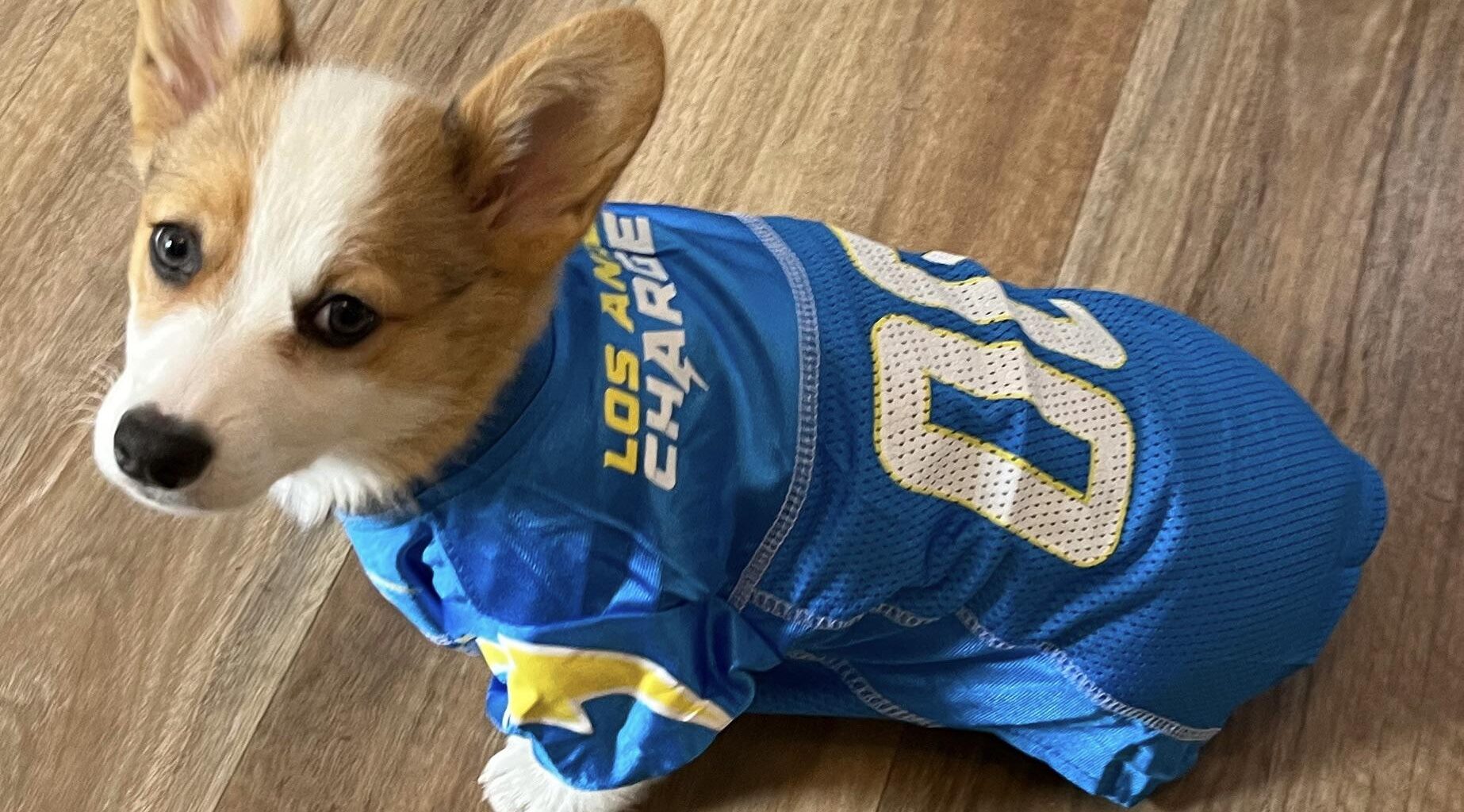 Tater Tot says ⚡️BORK UP⚡️