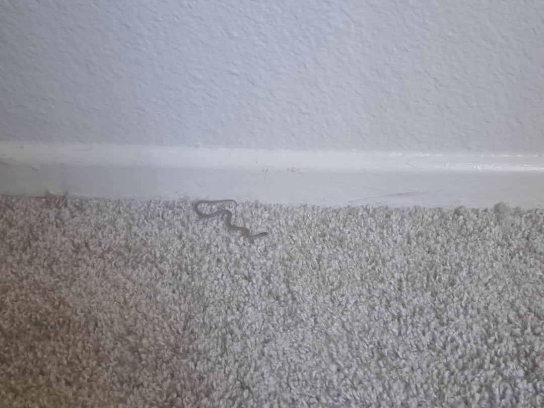 Baby snake for our baby sneks today