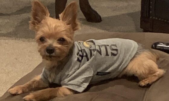 It’s official we are 3-0 when my dog wears his saints shirt