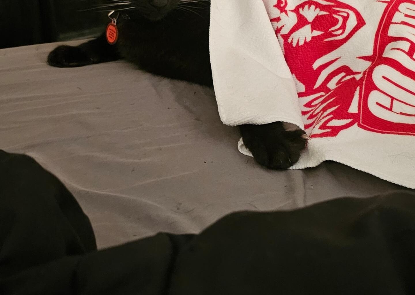 For game day today, we have Jason Purrhees using a rally towel as a blanket.