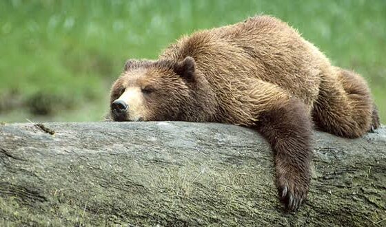 Did you know that Grizzly bears don't truly hibernate? Instead, Grizzly bears go through a mild form of hibernation called torpor. During this time, their heart rate slows down to as low as 8 beats per minute. They do not eat, drink, defecate, or urinate.