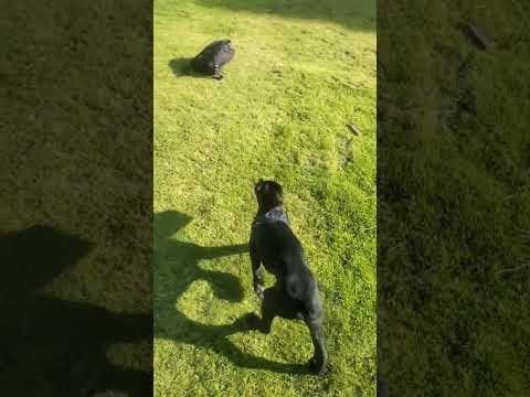 Big Dog Predicts Winner of Lakers vs Pelicans IST Finals