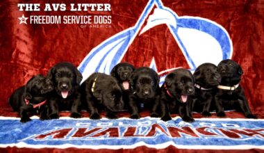 [Avalanche] Meet the Colorado Avalanche litter of future Freedom Service Dogs! Given the opportunity to name a full litter, Devon Toews took inspiration from his teammates.