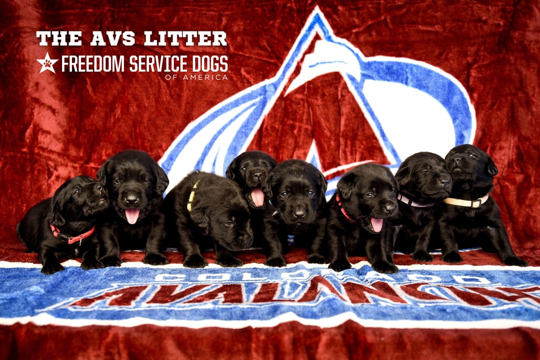[Avalanche] Meet the Colorado Avalanche litter of future Freedom Service Dogs! Given the opportunity to name a full litter, Devon Toews took inspiration from his teammates.