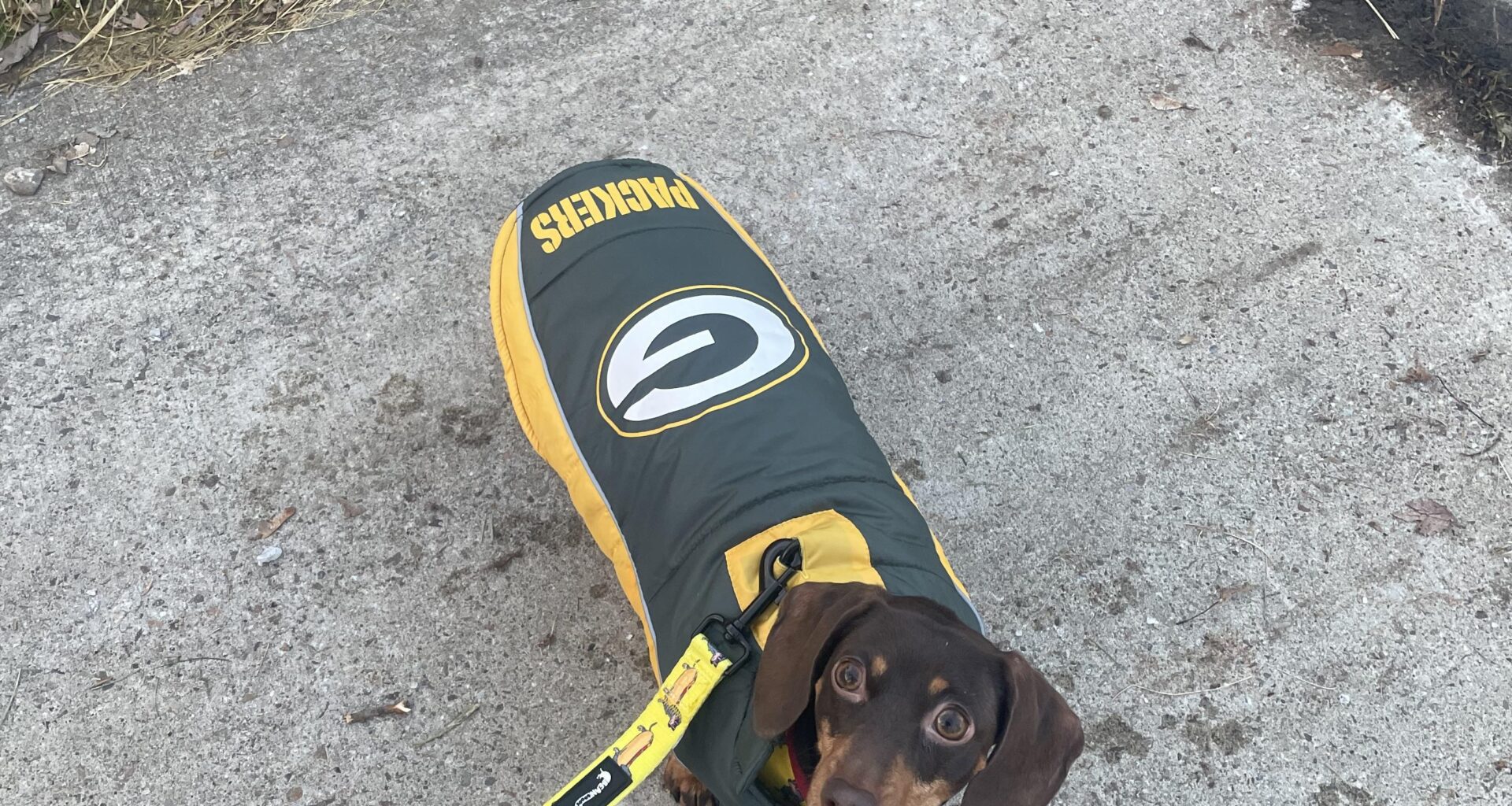 We live in Pats country, but this girl will always be a cheesehead.