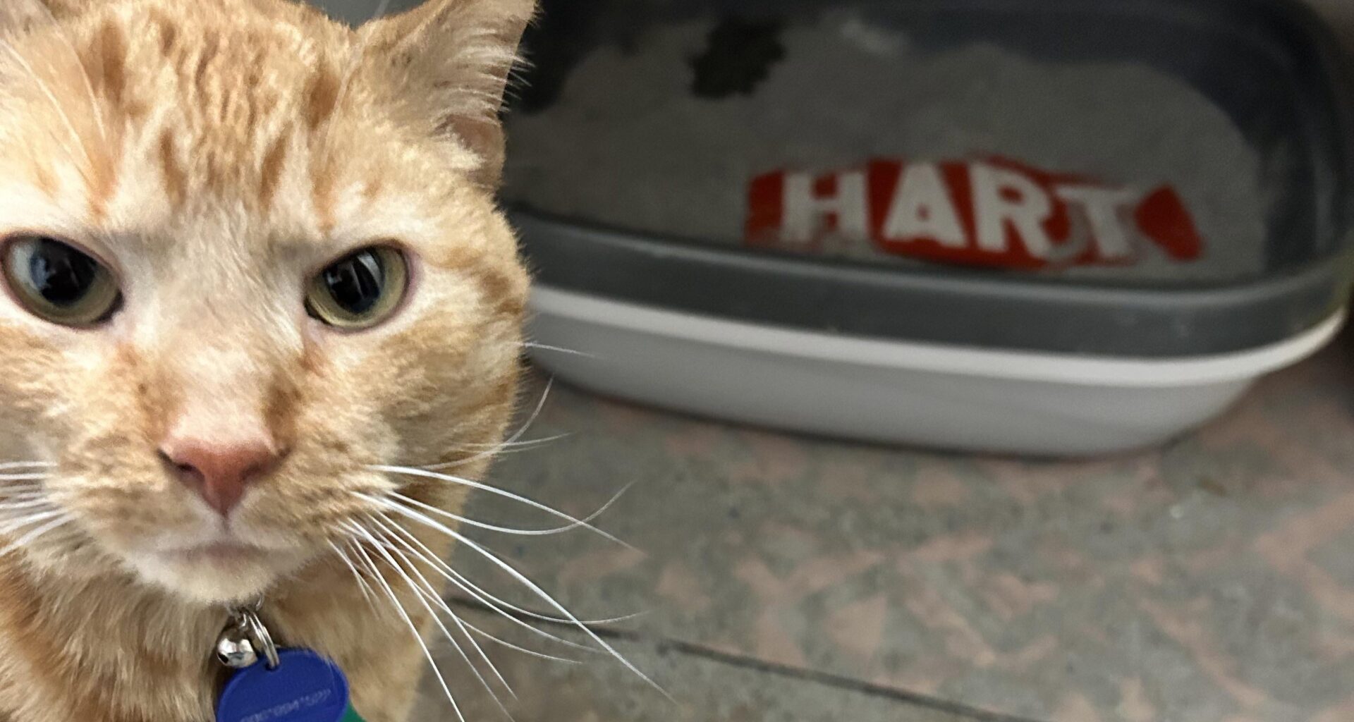 Cheddar reacting to recent news