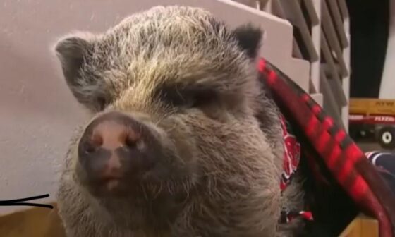 How could you scroll bye without saying hello to our favorite pig in the universe?