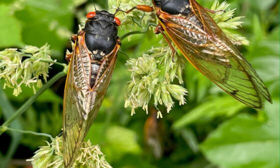 Very soon trillions of cicadas will ascent from the dirt for the first time since 2011, mainly in North Georgia.