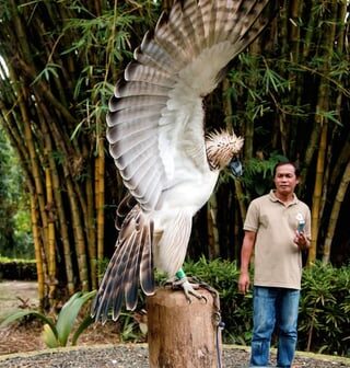 Posting a Raptor every day until we know if we'll keep our pick: Philippine Eagle
