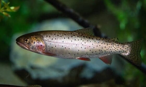Ight lemme cook rq. What if we call the team the cutthroats based off of our state fish the cutthroat trout 🔥🔥