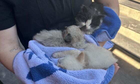 There were three adorable stray kittens found in the camera well next to the Angels dugout.
