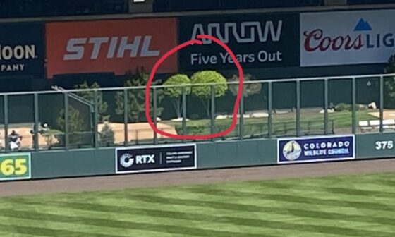 What kind of trees are in the bullpens?