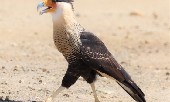 Posting a Raptor every day until we know if we'll keep our pick: Crested Caracara
