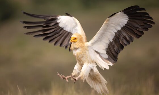 Posting a Raptor every day until we know if we'll keep our pick: Egyptian Vulture
