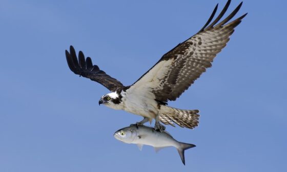 Posting a Raptor every day until we know if we'll keep our pick: Osprey aka. "Seahawk"