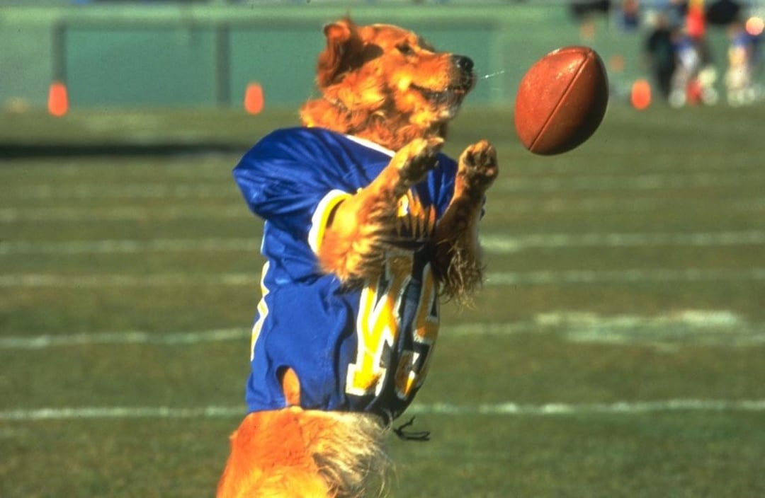 Air Bud Golden Receiver: final review (thanks for the memories)