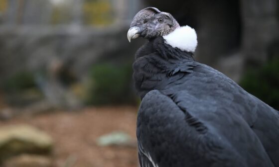 Posting a Raptor every day until we know if we'll keep our pick: Andean Condor