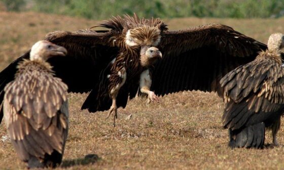 Posting a Raptor every day until we know if we'll keep our pick: Long-billed Vulture