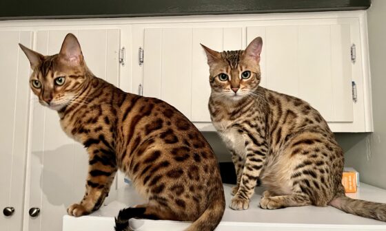 Hey just found this awesome community and wanted to share a picture of my Bengals