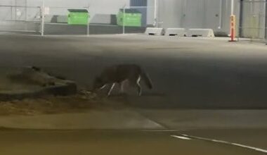 Coyote Alberta Canada