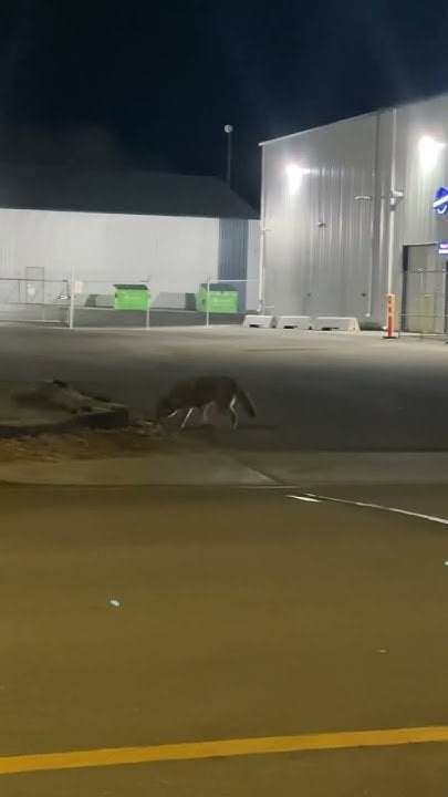 Coyote Alberta Canada