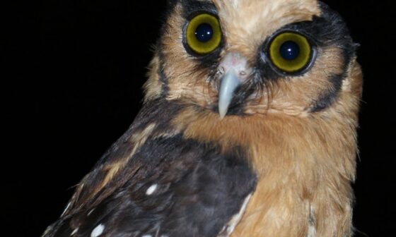 Posting a Raptor every day until we know if we'll keep our pick: Buff-fronted Owl