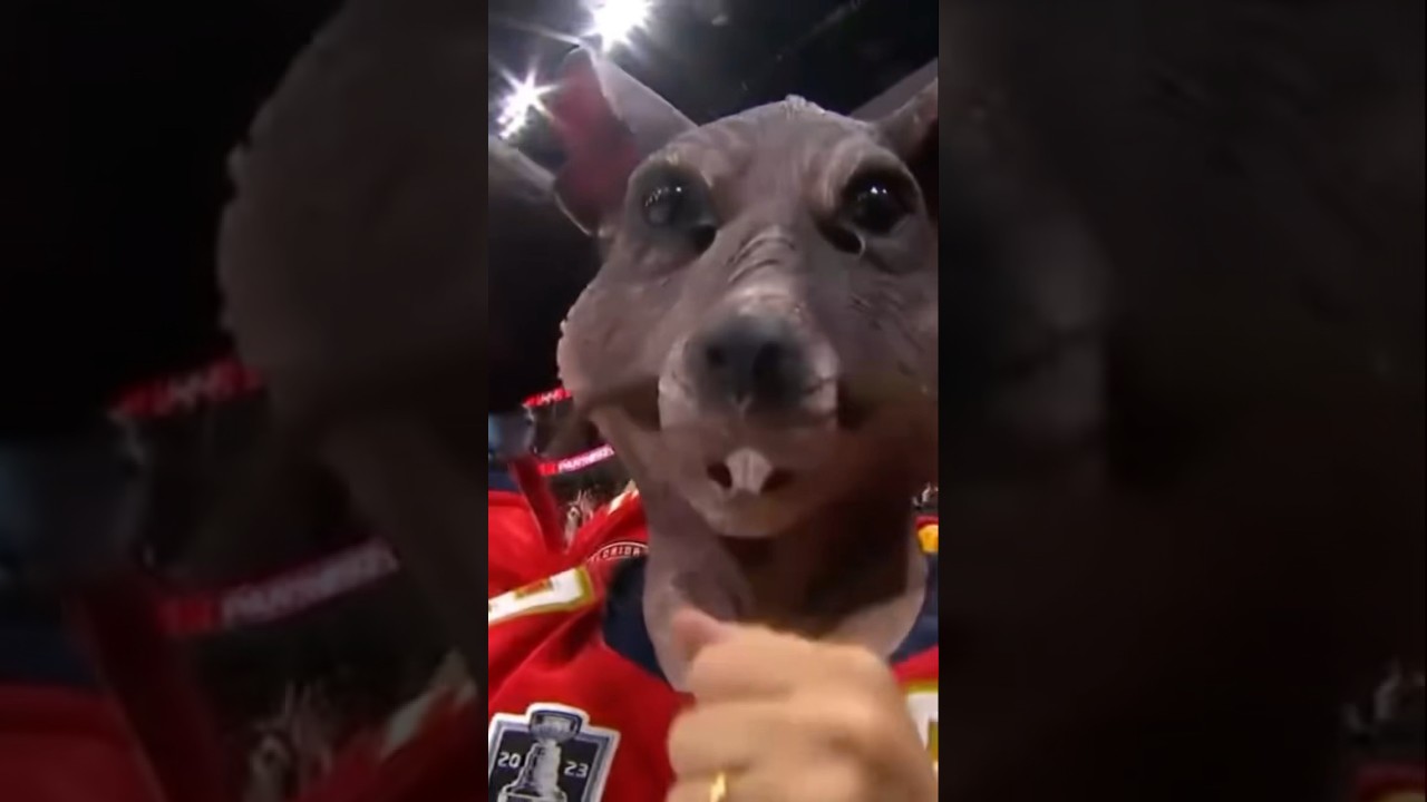 It Rained Rats In Florida 🐀