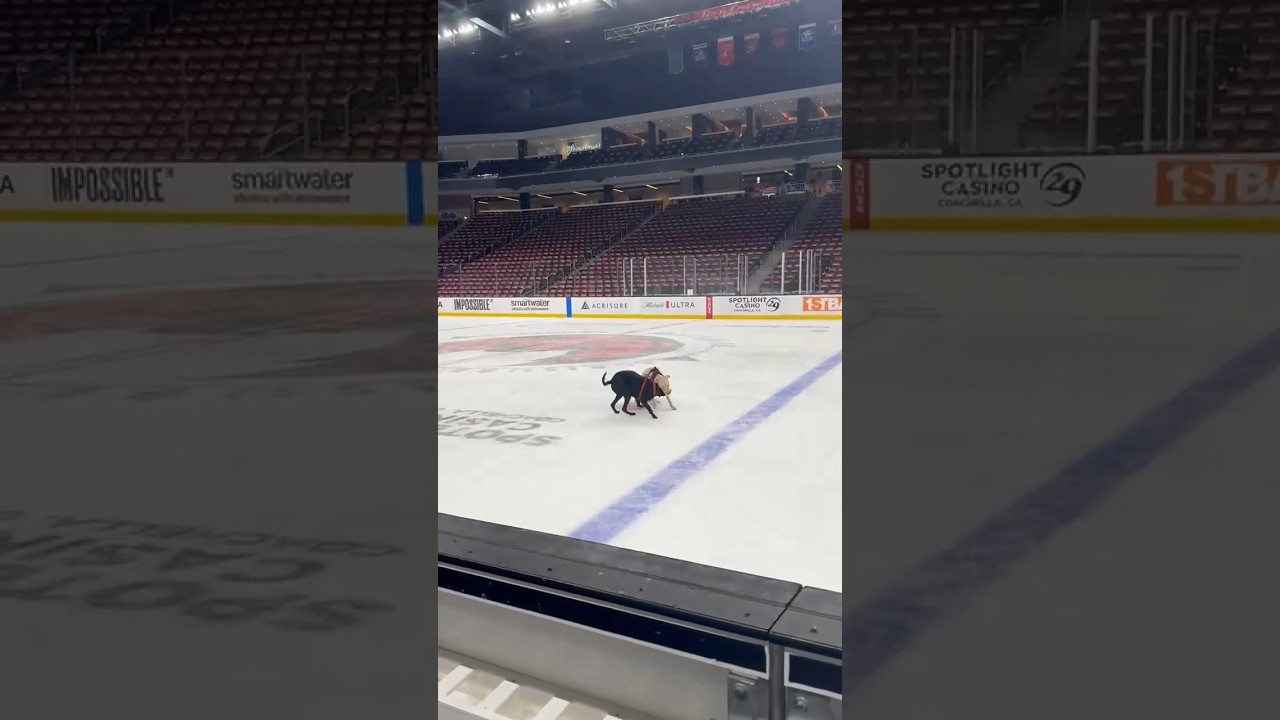 two minutes for ruffing 🐾 #SeattleKraken #hockey #NHL