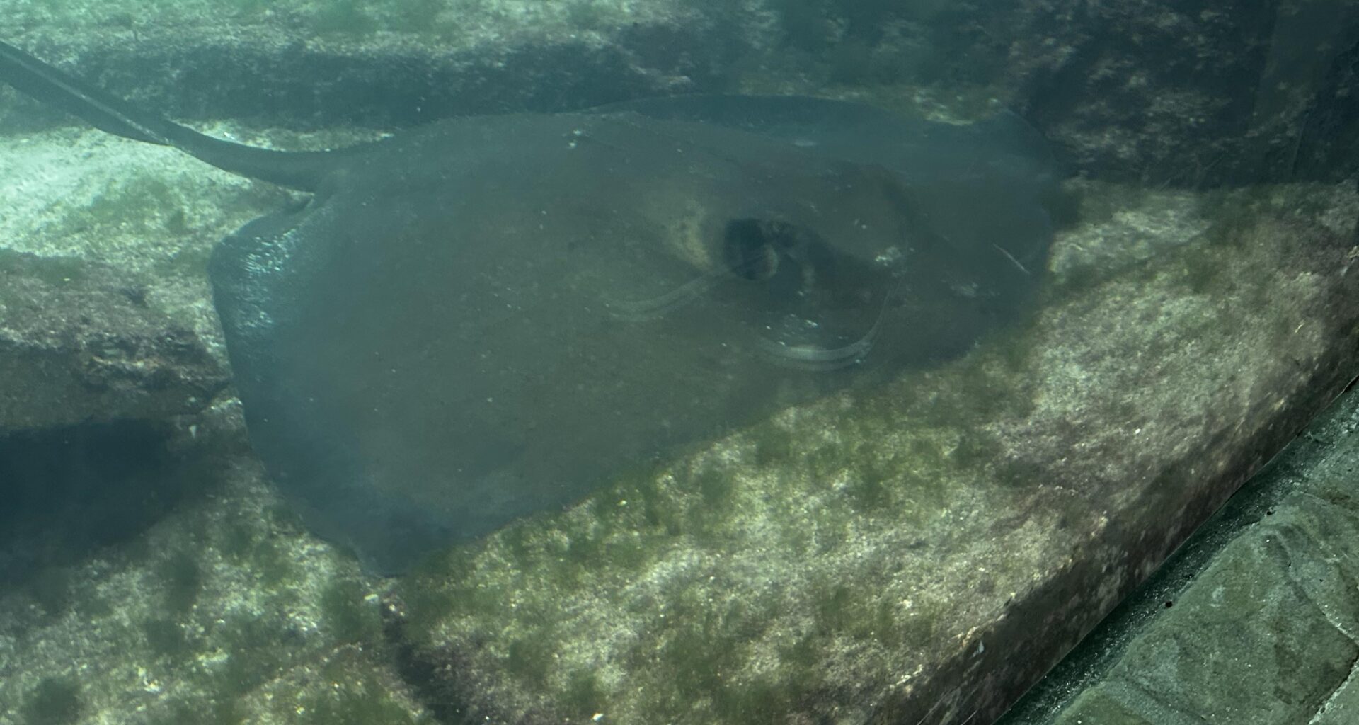 Local flappy boi spotted at Atlantis