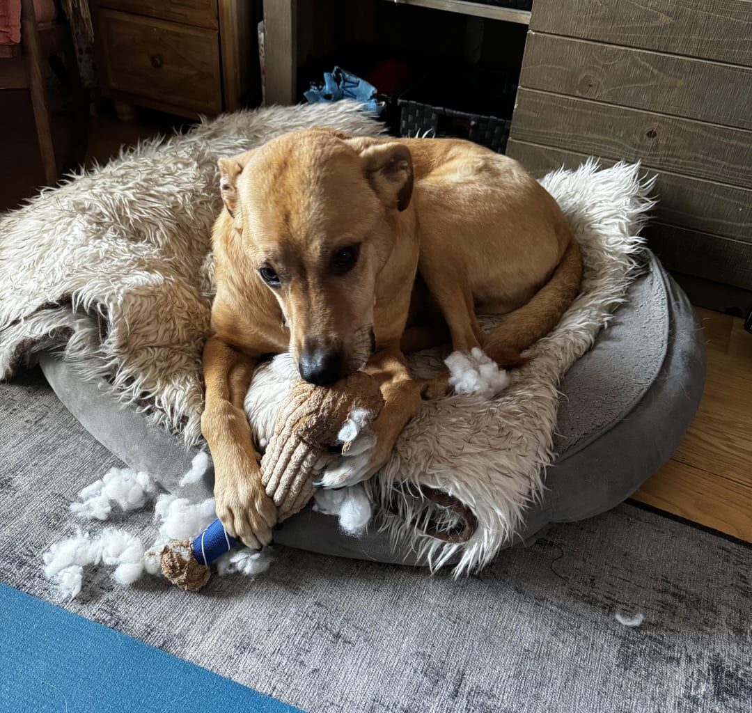 My dog loves the Mets