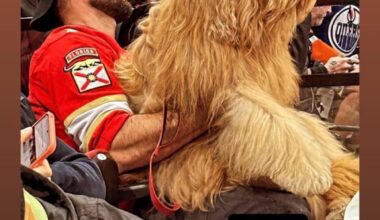 There is literally a dog sitting front row at Game 7 of the Stanley Cup Final